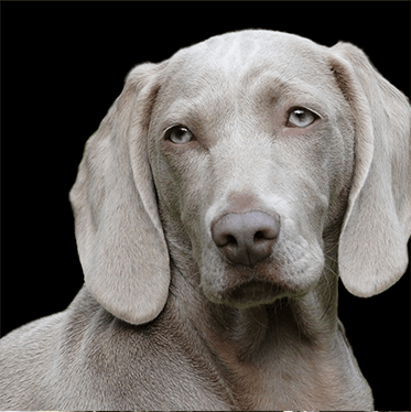 Dawg3